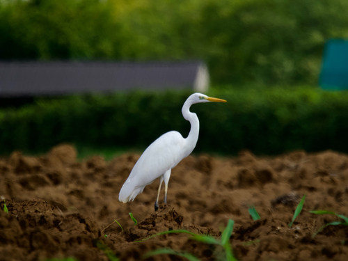 Great Egret