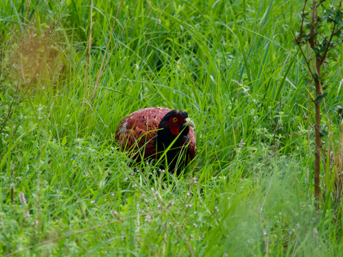 Ring-necked Pheasant