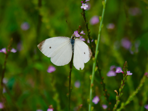 Small White
