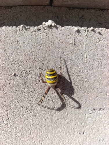 Wasp Spider