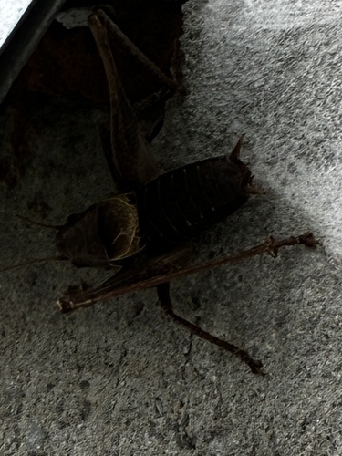 Dark Bush-cricket