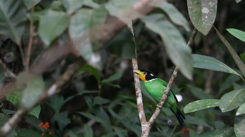 Long-tailed Broadbill