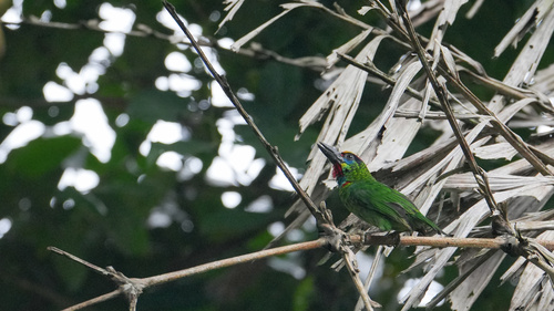 Red-throated Barbet