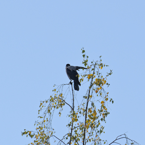 Hooded Crow