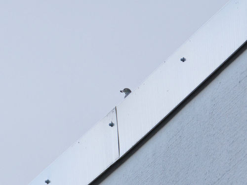 White Wagtail