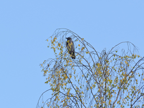 Hooded Crow