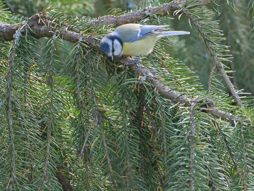 Eurasian Blue Tit