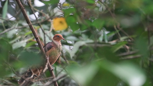 Little Cuckoo-Dove