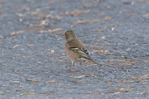 Common Chaffinch