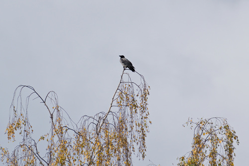 Hooded Crow