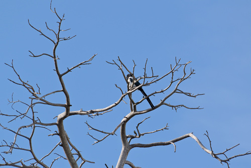 Eurasian Magpie