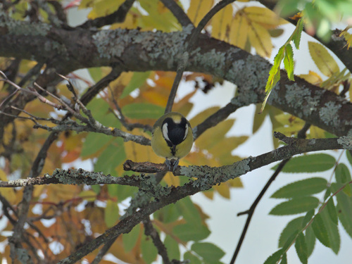 Great Tit