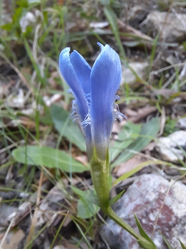 Fringe-flowered Gentian