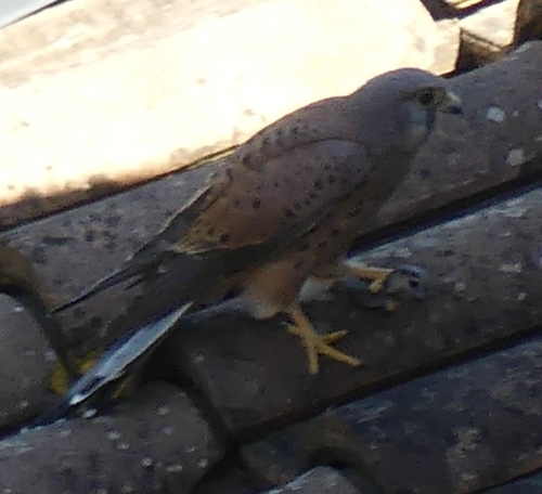 Italian Wall Lizard