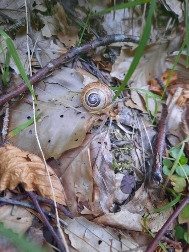 Copse Snail