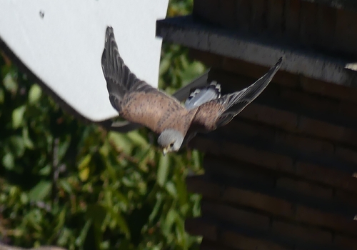 Eurasian Kestrel