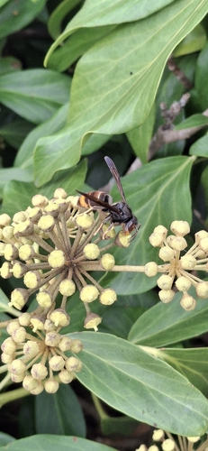 Yellow-legged Hornet