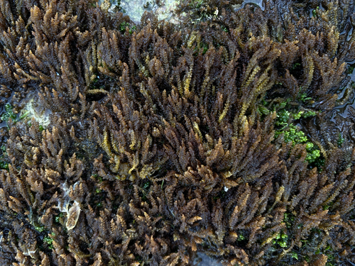 prickly seaweed