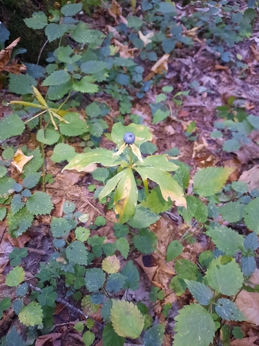 Herb Paris