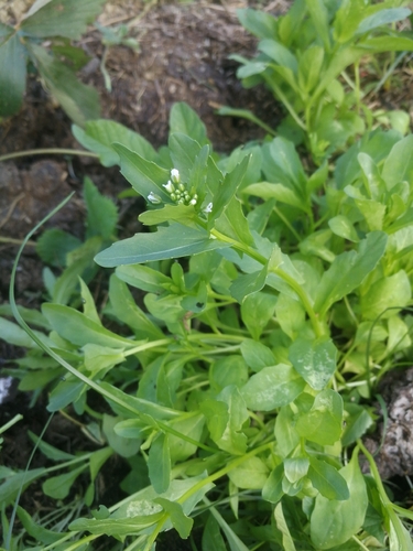 field penny-cress