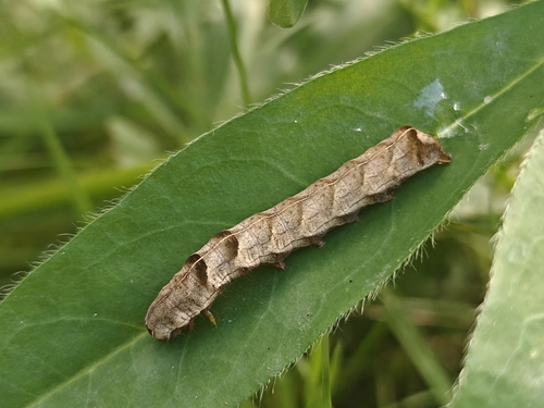 Dot Moth