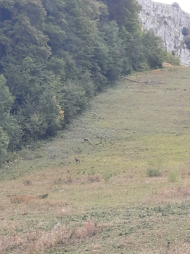 Northern Chamois