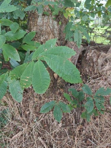 Sweet Chestnut