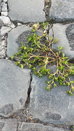 Common Purslane