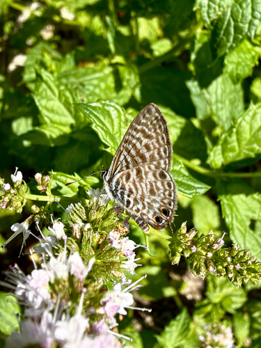 Lang's Short-tailed Blue