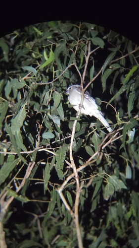 Great Bowerbird