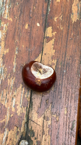 horse-chestnut