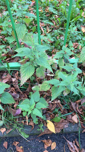 great stinging nettle
