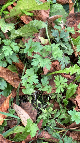 Creeping buttercup
