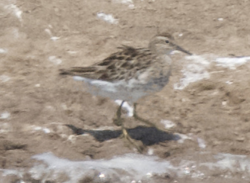 Sharp-tailed Sandpiper