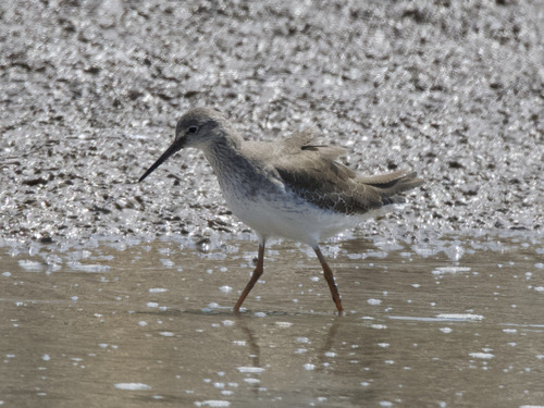 Common Redshank
