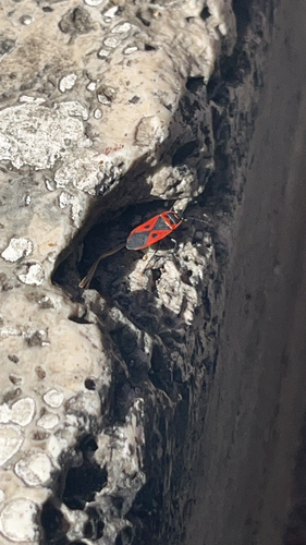 Mediterranean red bug