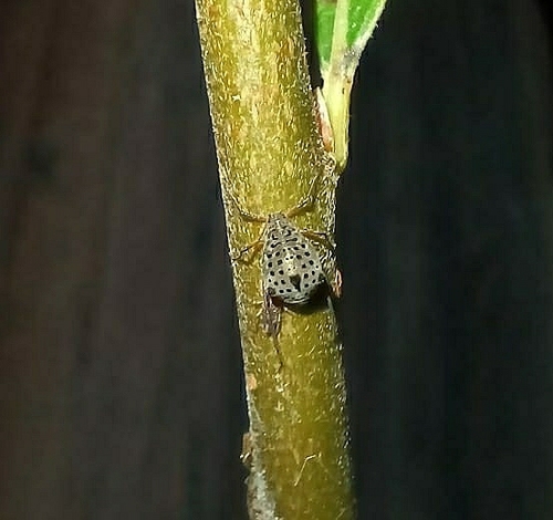 Giant Willow Aphid
