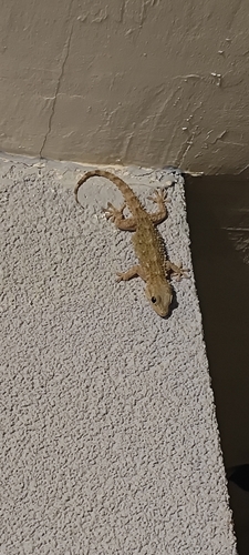 Moorish Gecko