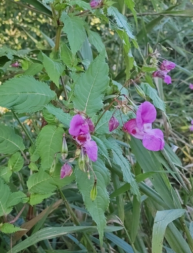 Himalayan balsam