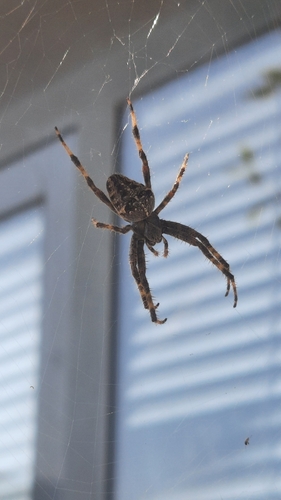 Cross Orbweaver