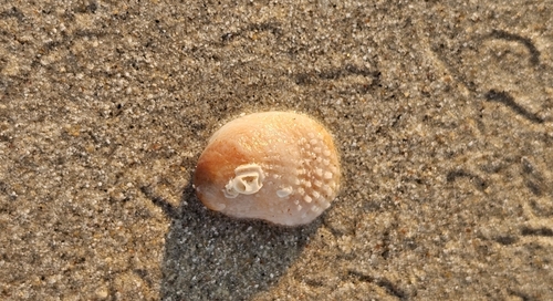 Bostrycapulus pritzkeri