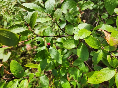 black huckleberry