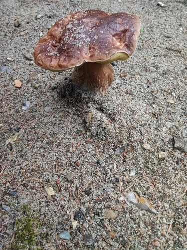 King Bolete
