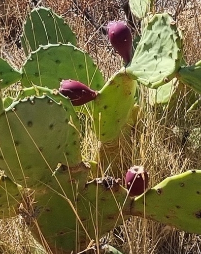 beach prickly pear