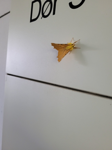 Canary-shouldered Thorn