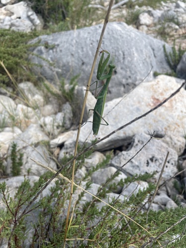 European Mantis