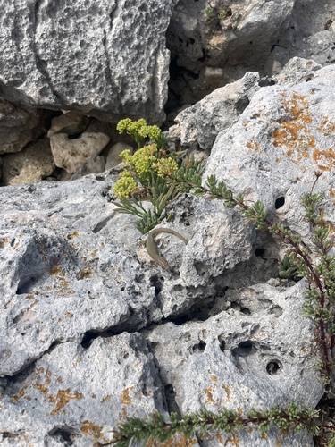 Dalmatian Wall Lizard