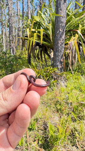 Brahminy Blindsnake