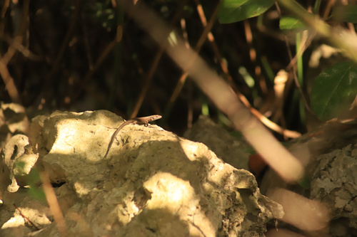 Blue-throated Keeled Lizard