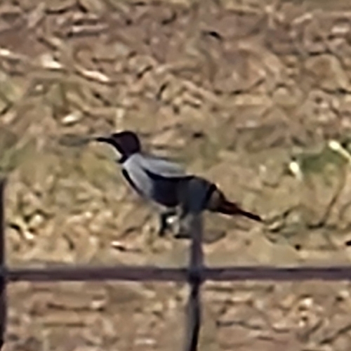 Hooded Crow